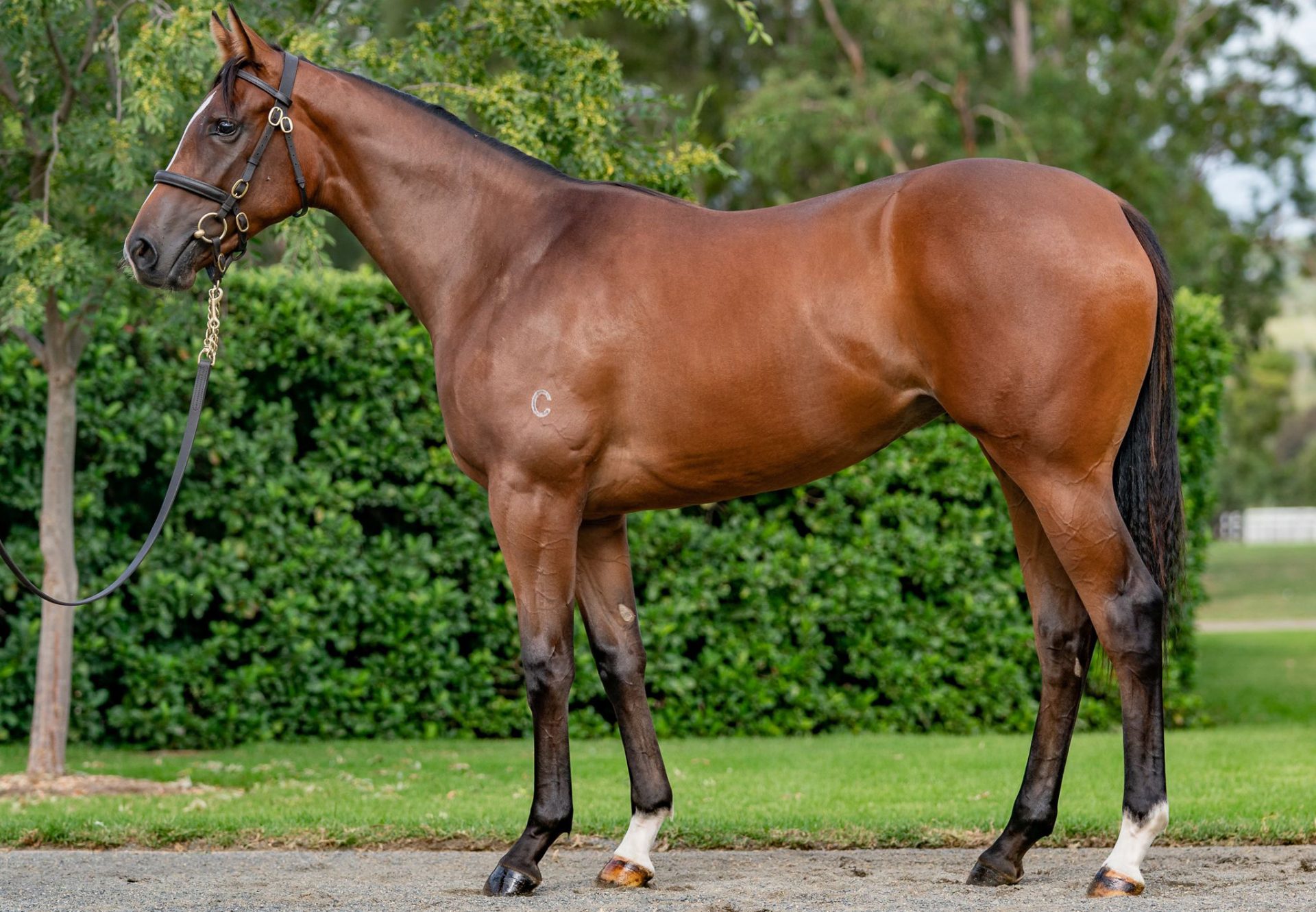 American Pharoah X Aspen Falls Inglis Easter Yearling