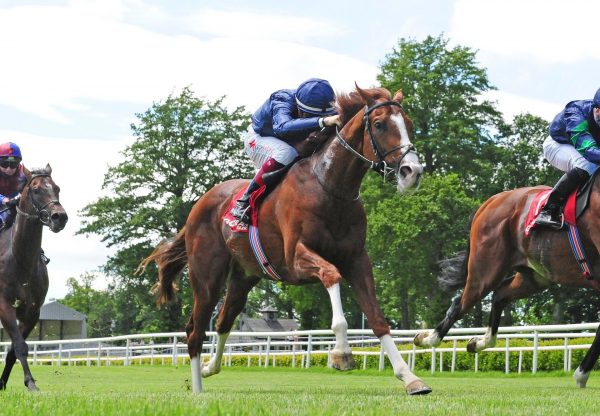 Hadman (Starspangledbanner) Wins His Maiden At Gowran Park