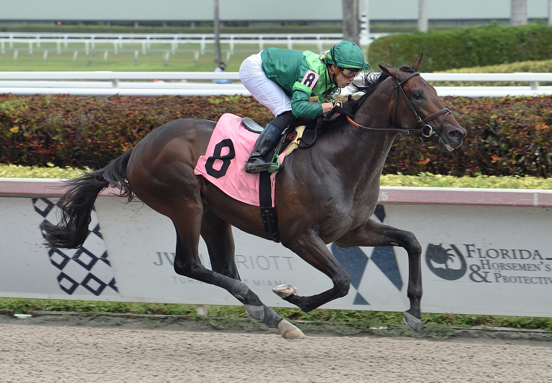 Basquiat (American Pharoah) Wins At Gulfstream Park