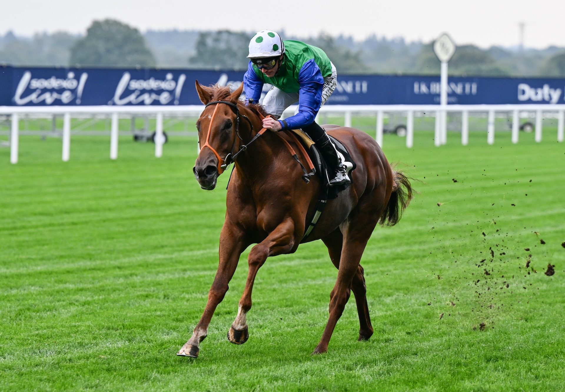 Law Of Design (Sottsass)  Wins At Ascot