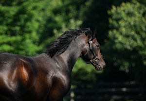 Mo Town Paddock