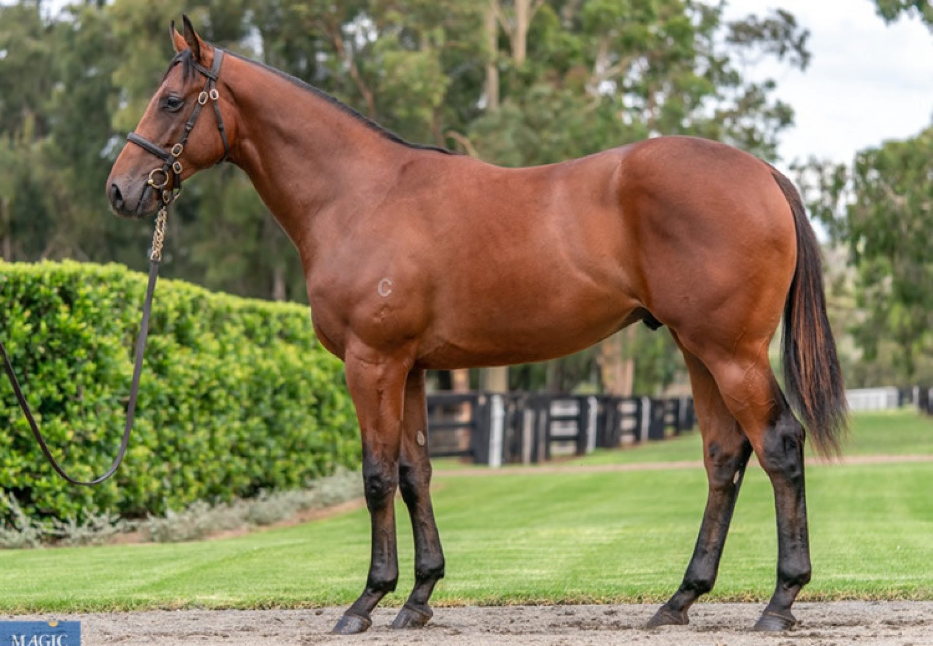 Fastnet Rock X Ciarlet yearling colt conformation shot