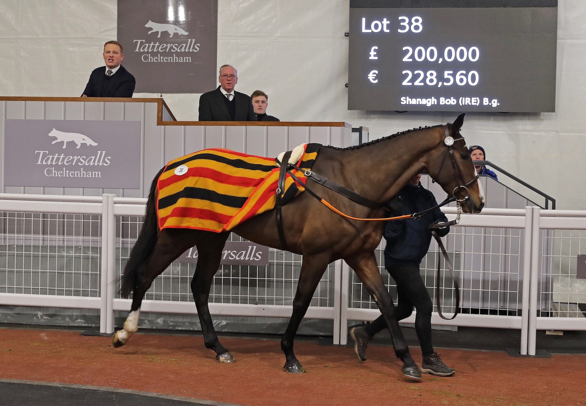 Shanagh Bob (Mahler) Sells For £200,000 at Tattersalls Cheltenham December Sale