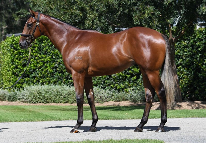 Justify X Formality yearling colt