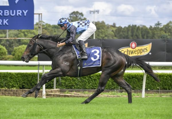 Standing Order (Merchant Nav) winning at Canterbury