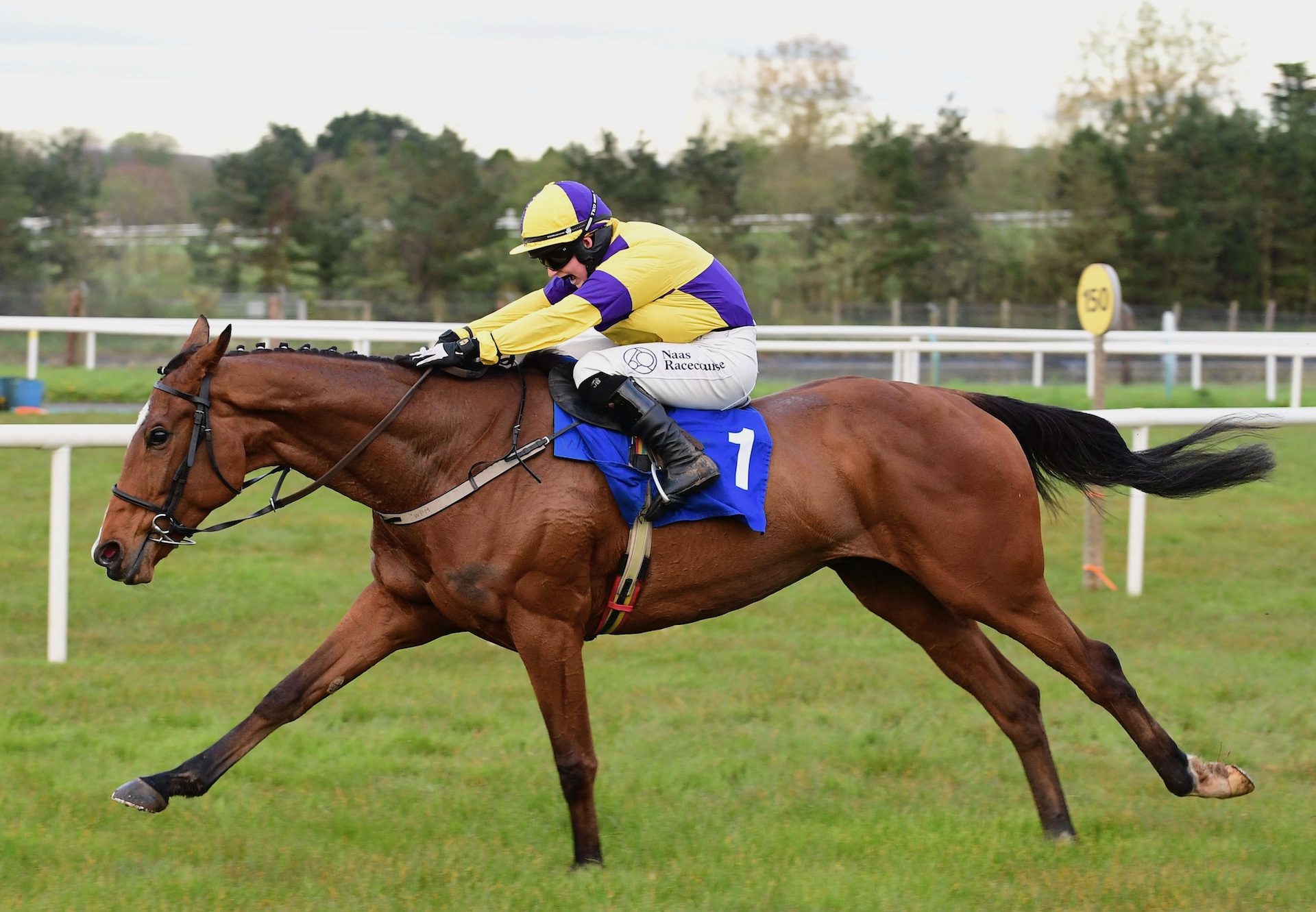 Ballygunner Castle (Soldier of Fortune) Wins The Bumper At Limerick