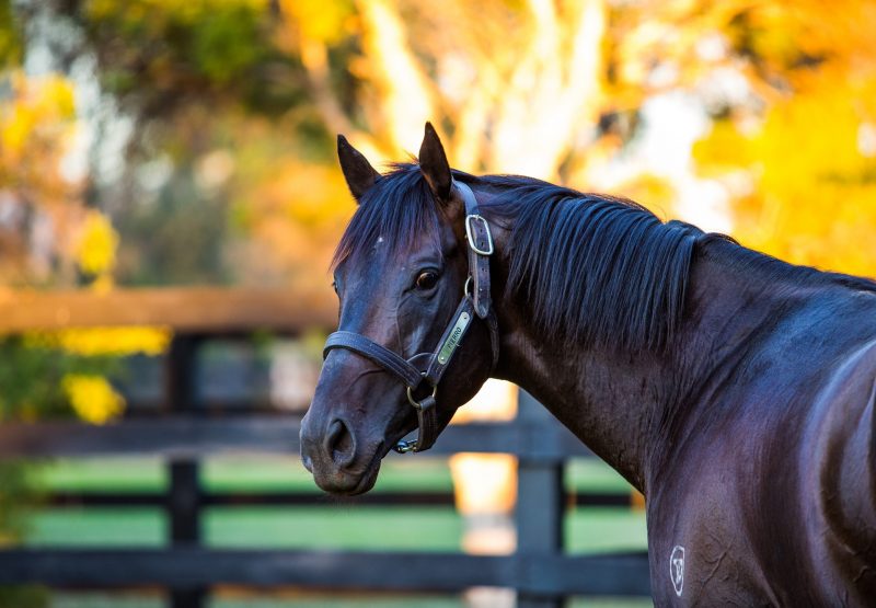 Pierro Head Shot