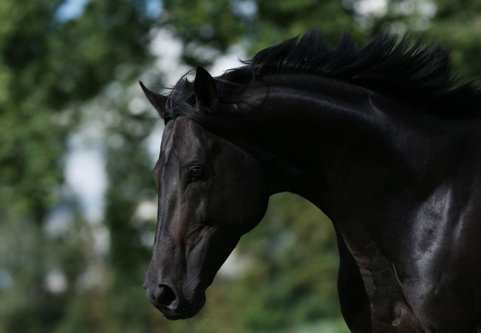 Maxios head shot