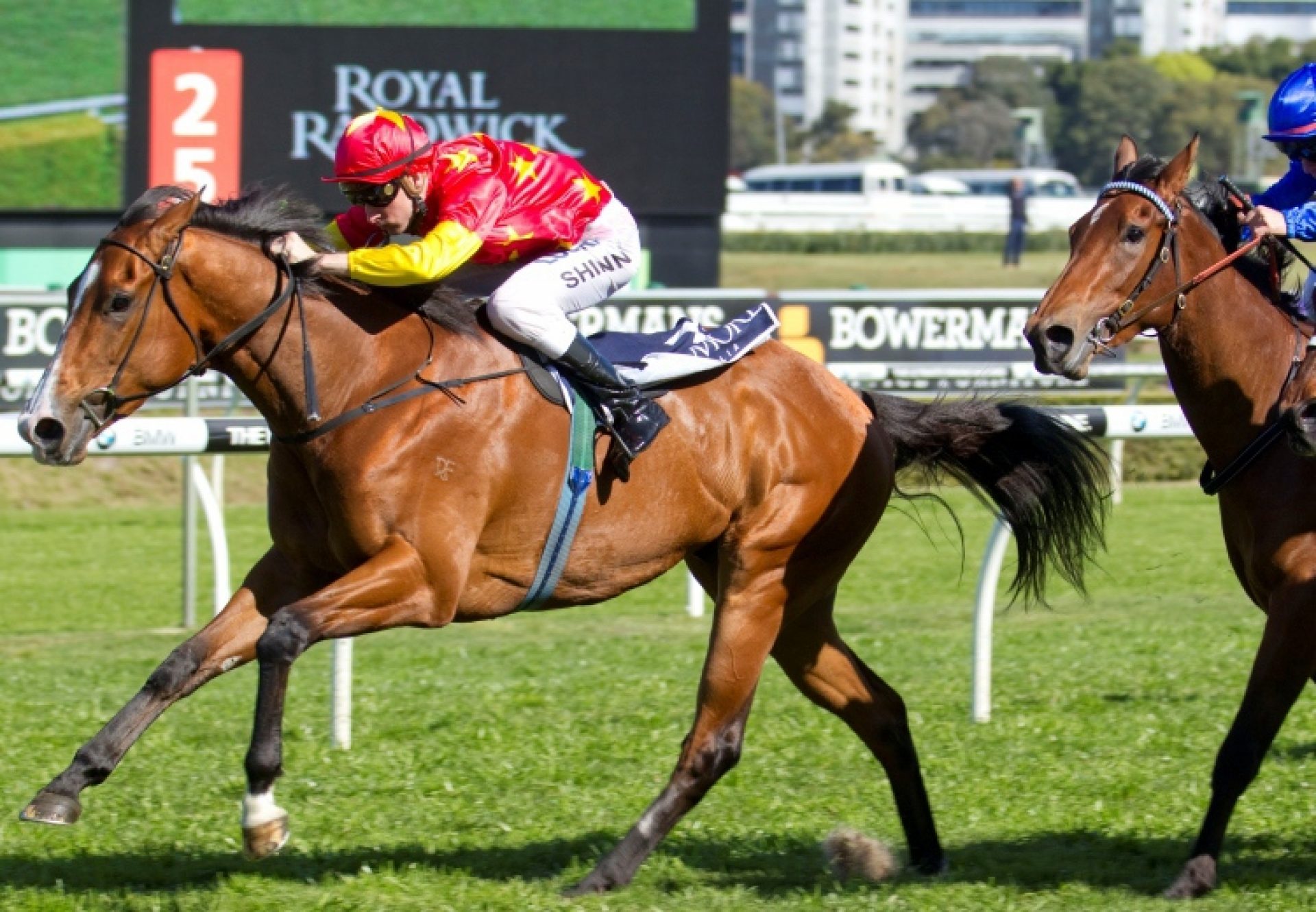 First Seal (Fastnet Rock)