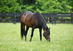 Mo Town Paddock