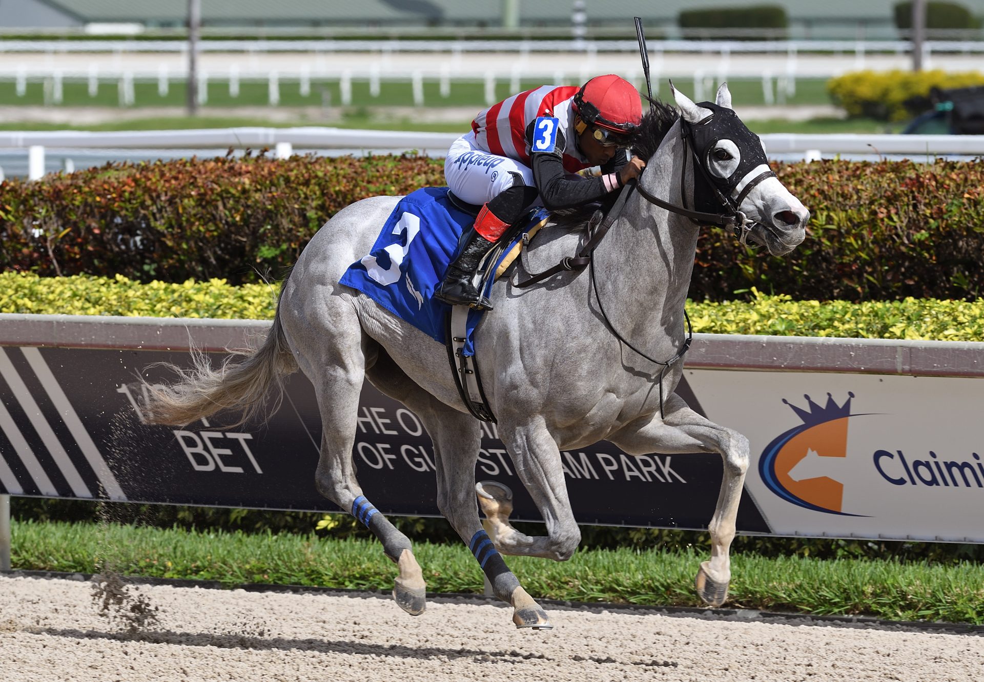 Fleche d'Amour (Cupid) Gulfstream Maiden win