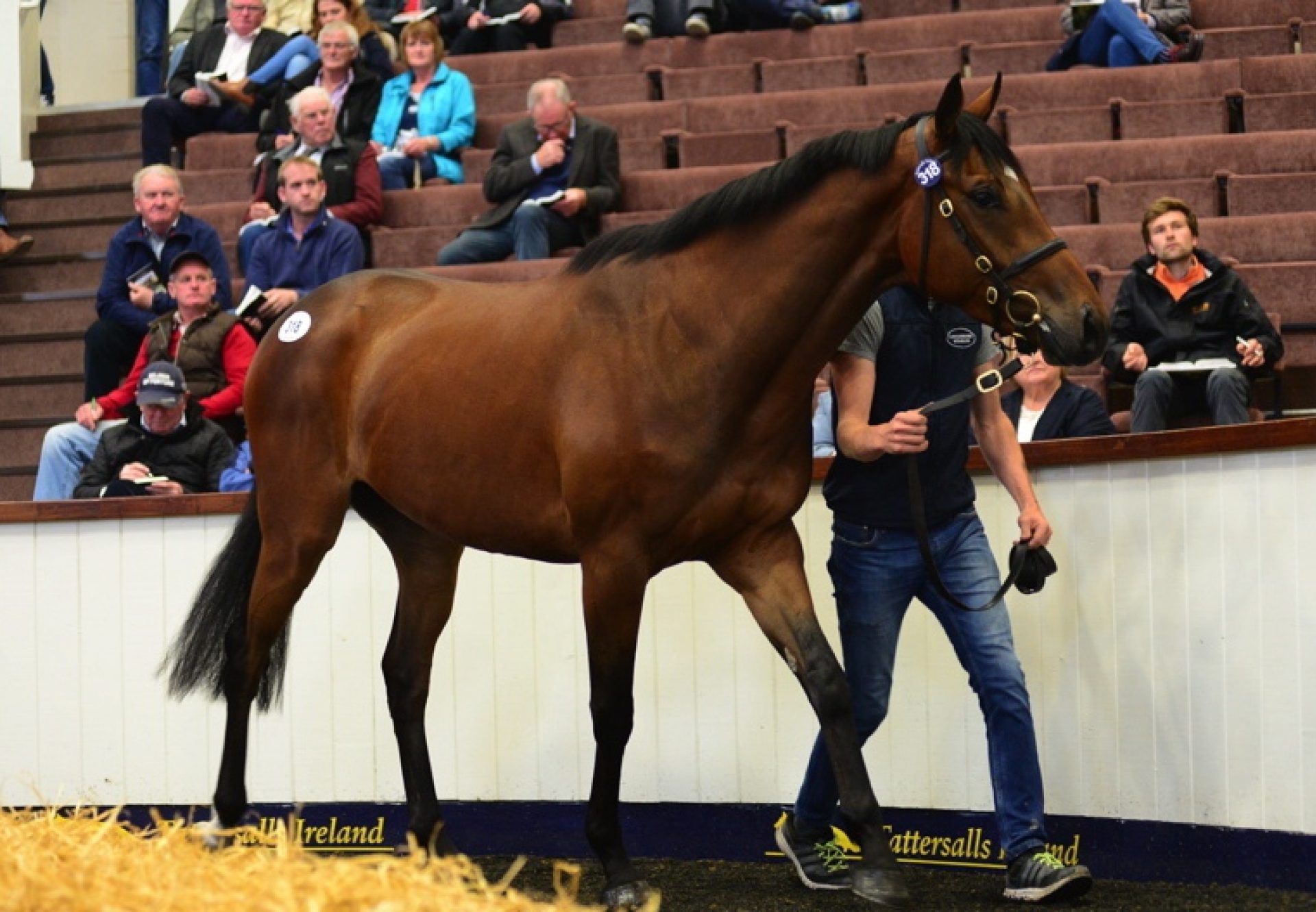 Lot 318 Milan Tattersalls 296171