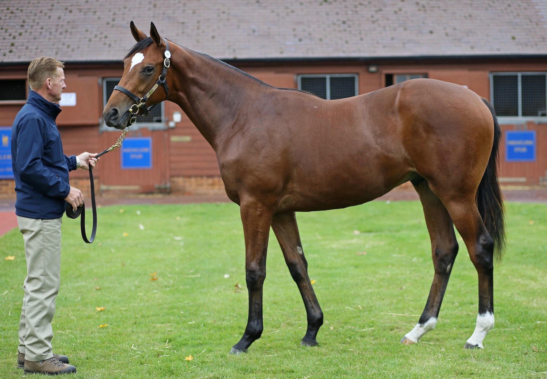 Highland Reel Colt x Beach Frolic Tattersalls