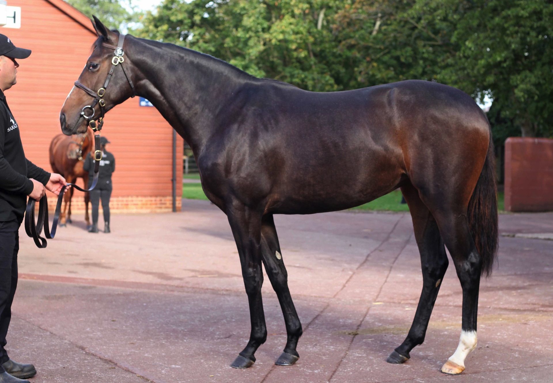 Lot 75 Tattersalls Book 1 Galileo