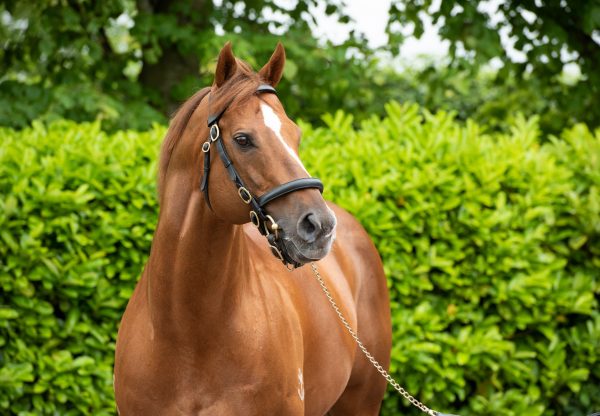 U S Navy Flag Stallion Yard