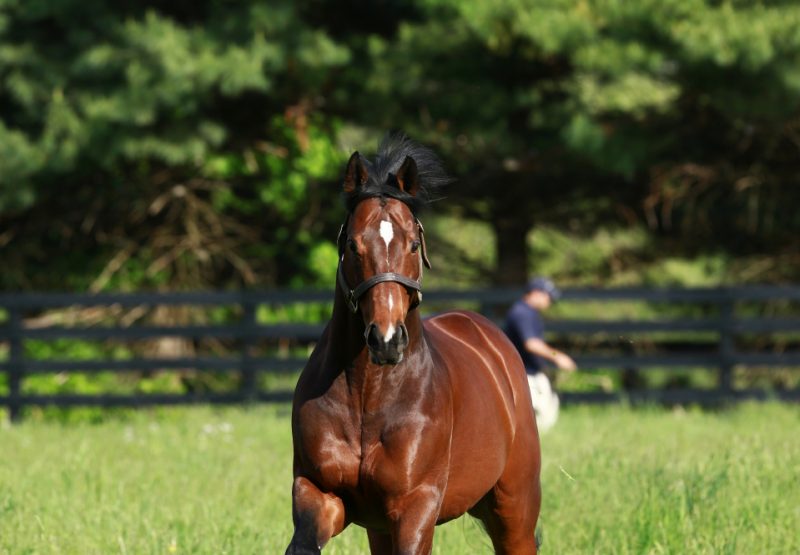 Lookin At Lucky paddock shot