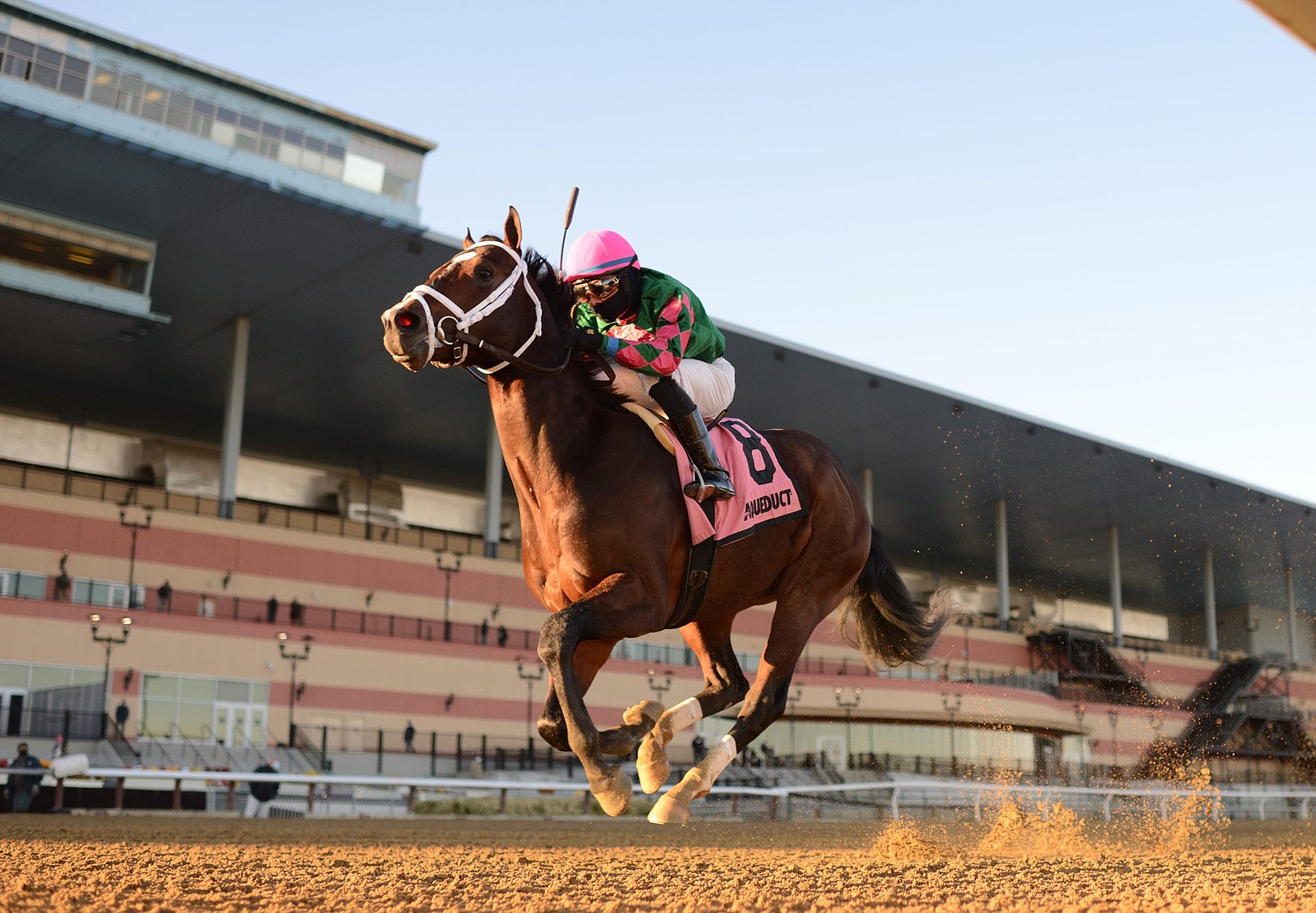 Perfect Munnings (Munnings) wins the Rego Park Stakes at Aqueduct