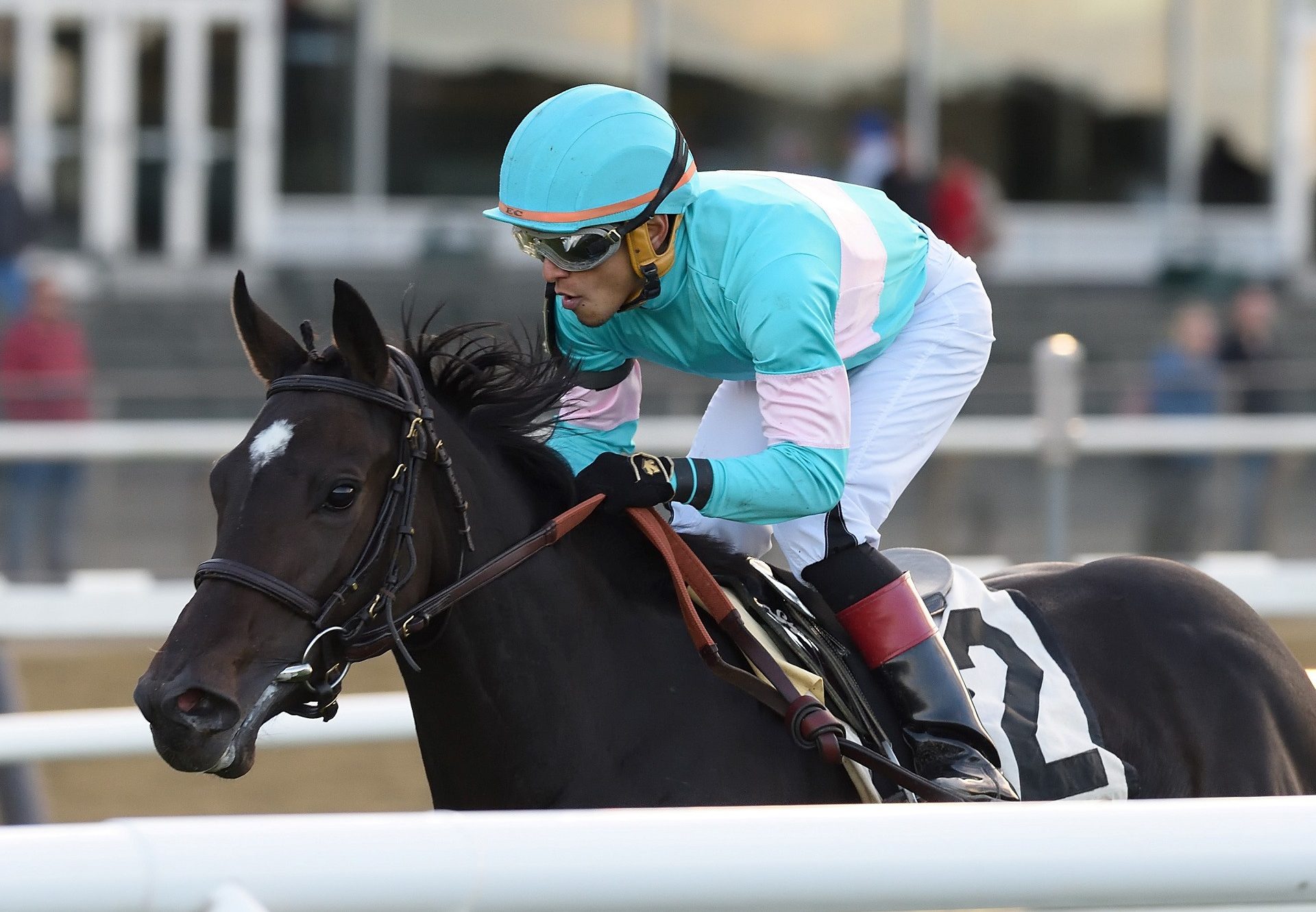 Stella Di Camelot (Camelot) winning the Pebbles Stakes at Belmont Park