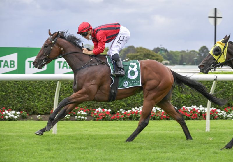 Decisive Move (American Pharoah) winning at Warwick Farm