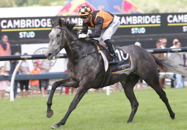 Danzdanzdance (Mastercraftsman) winning the G1 Zabeel Classic at Ellerslie