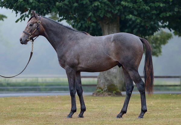 Galileo Colt Ex Golden Valentine Arqana 1