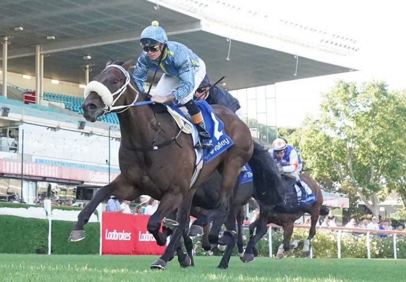 Daytona Bay (American Pharoah) winning at Moonee Valley