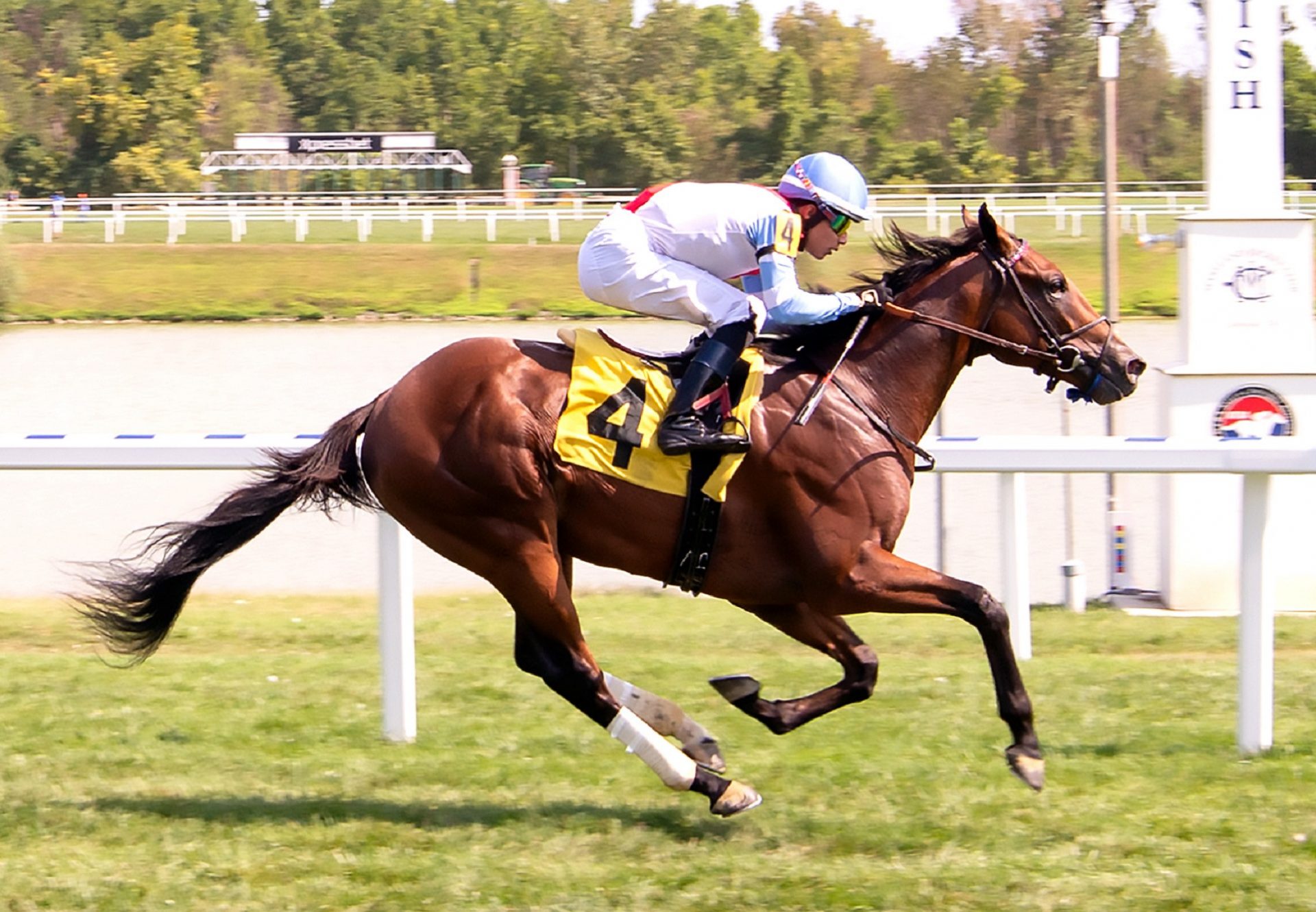 King Of Egypt (American Pharoah) winning a MSW at Laurel Park