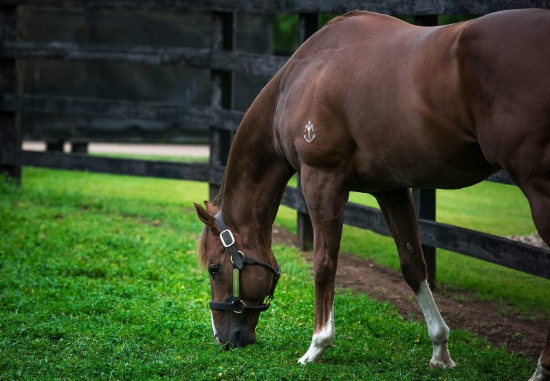 Starspangledbanner grazing