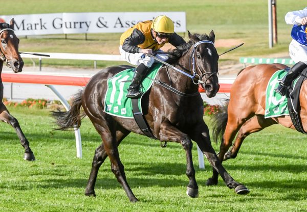 My Yankee Girl (American Pharoah) winning at Cranbourne