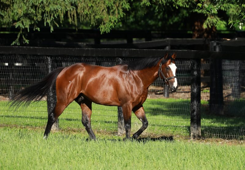 Tiz The Law Paddock