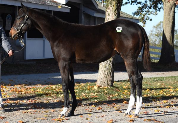 Hip 889 Classic Empire X Victory Party Kee Nov Confo