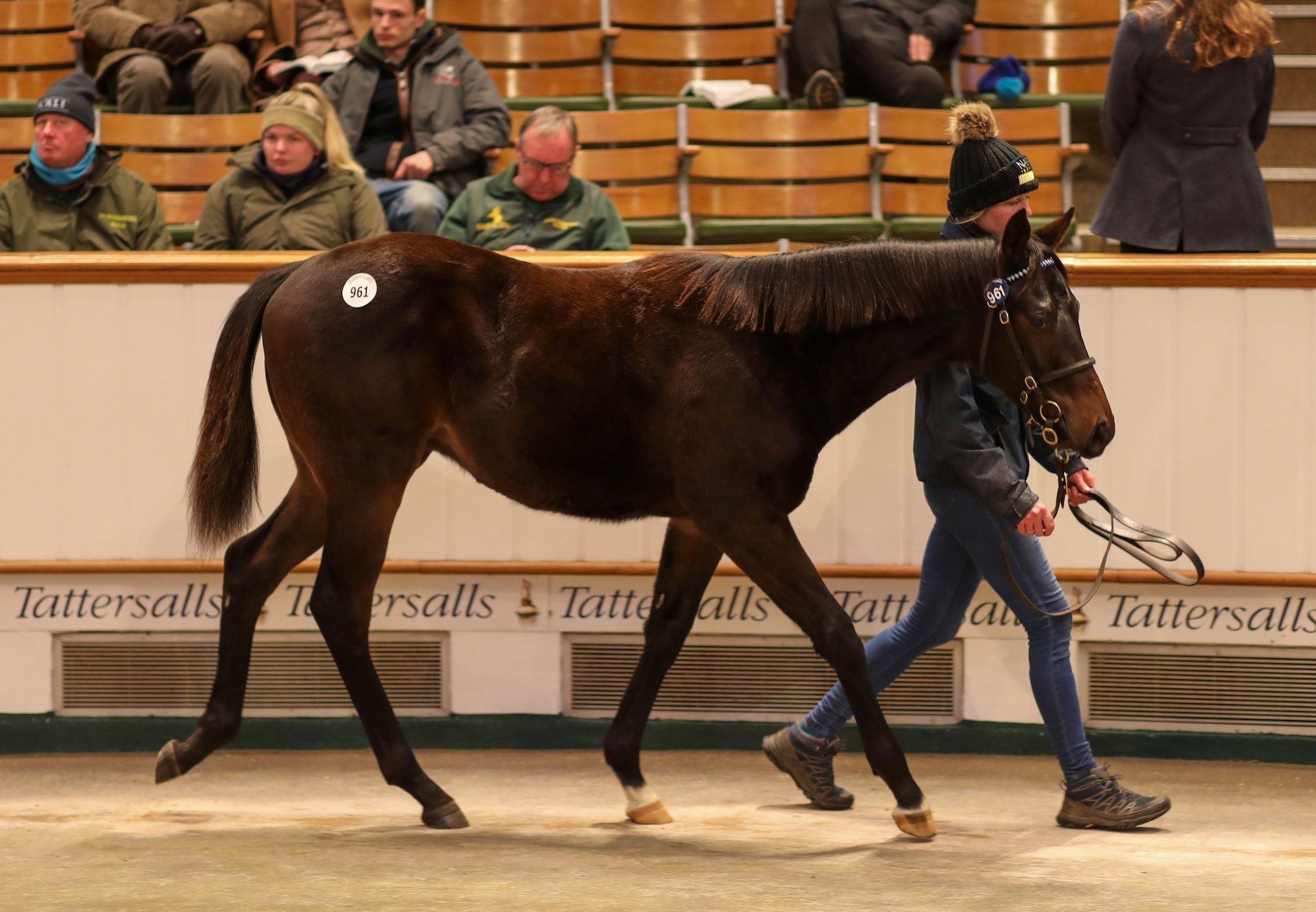 Starspangledbanner Brother To Vandeek Sells For 450,000gns