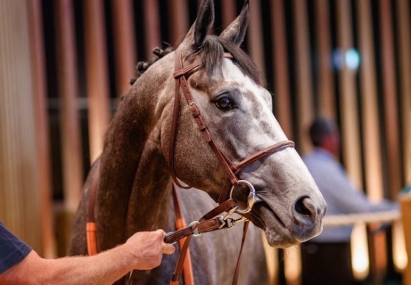 Esteve (Mastercraftsman) selling at the Deauville Summer Sale for €445,000