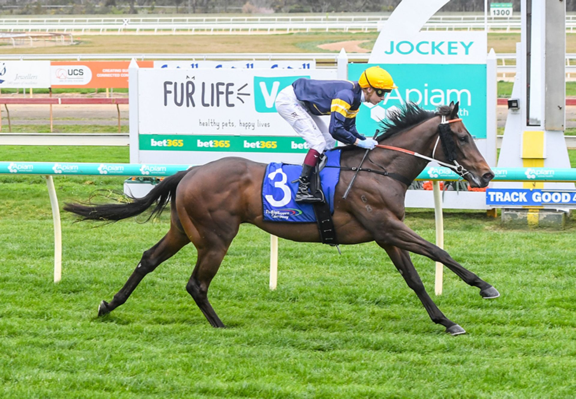 Fire (Fastnet Rock) winning at Bendigo