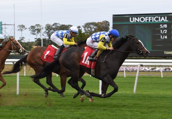 Stretchthestory (Lookin at Lucky) winning at Belmont Park