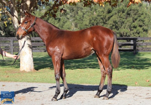 Fastnet Rock X Oregon's Day weanling colt