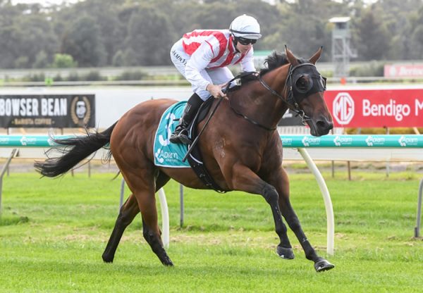 Groundswell (Fastnet Rock) winning the Damian Lane at Morphettville