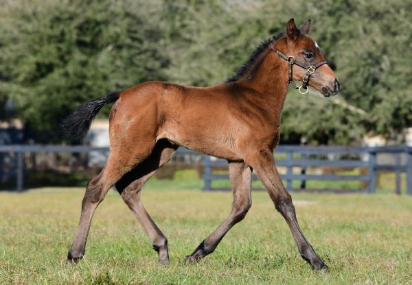 Cupid Ex Miss Prado Colt Foal