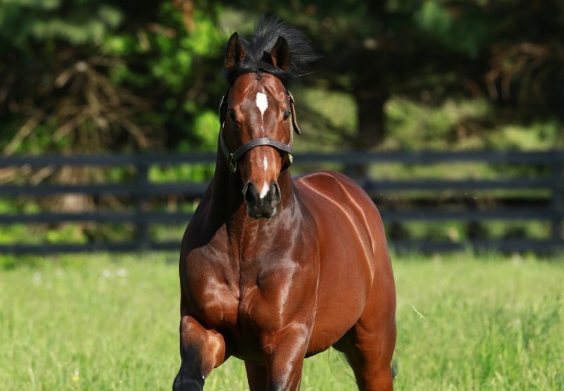 Lookin At Lucky Paddock Shot