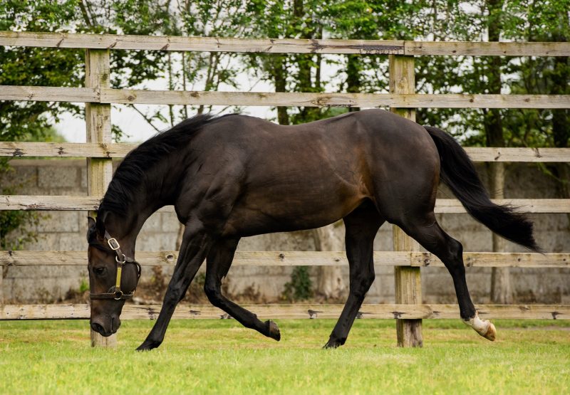 Sioux Nation paddock shot