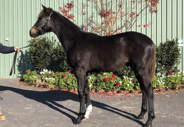 So You Think x Collins weanling colt