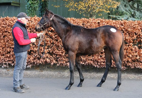 Kingston Hill ex Shakeeba colt conformation shot