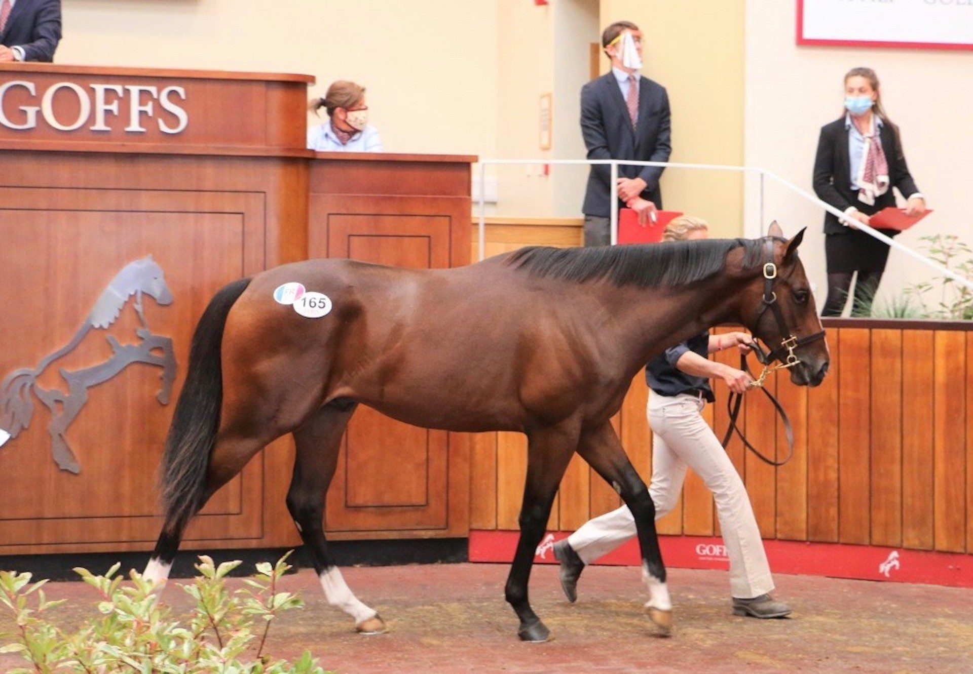 Starspangledbanner Sales Topper At Goffs Uk Premier Yearling Sale