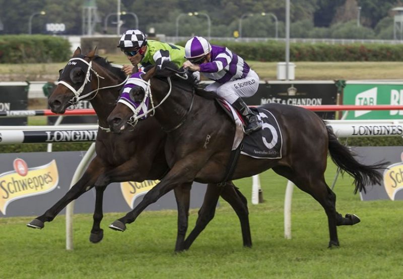 Higher Ground (So You Think) winning the G3 rank Packer Plate at Randwick