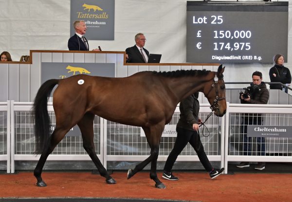 Disguisedlimit Sells For £150000