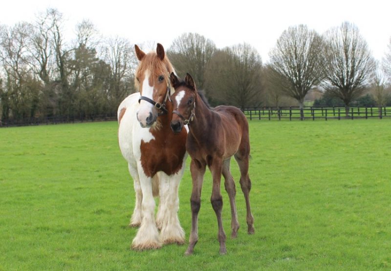 Royal Delta foal with foster mother