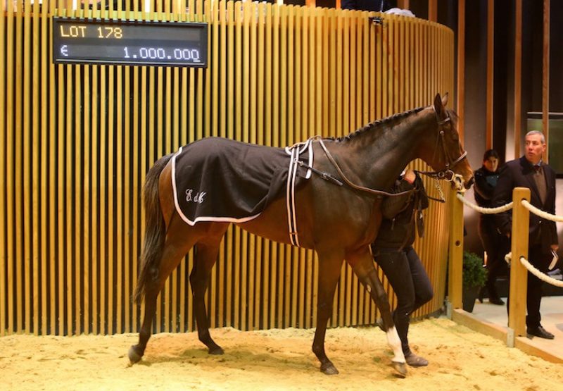 Parvaneh (Holy Roman Emperor) selling for €1 million at the Arqana December Sale