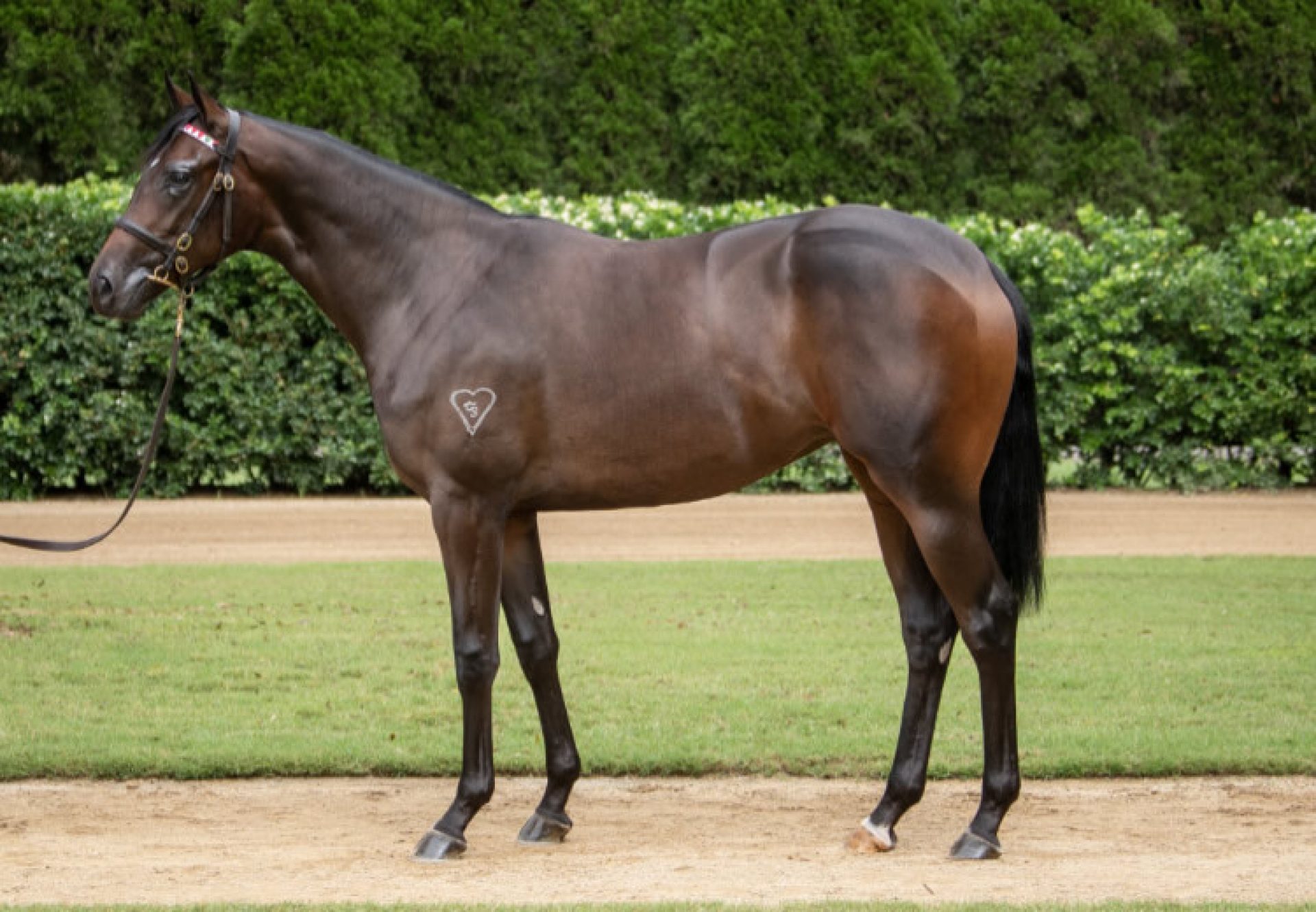 Wootton Bassett X Imperial Lass yearling filly