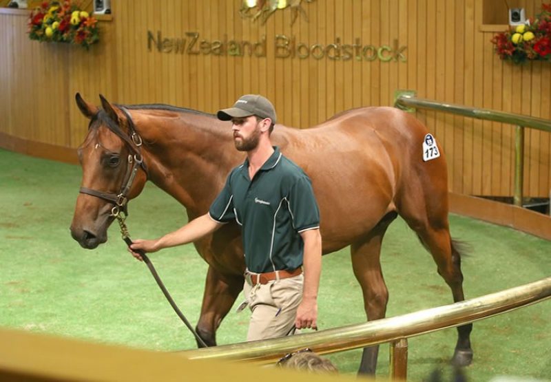 Fastnet Rock x Frustrating colt