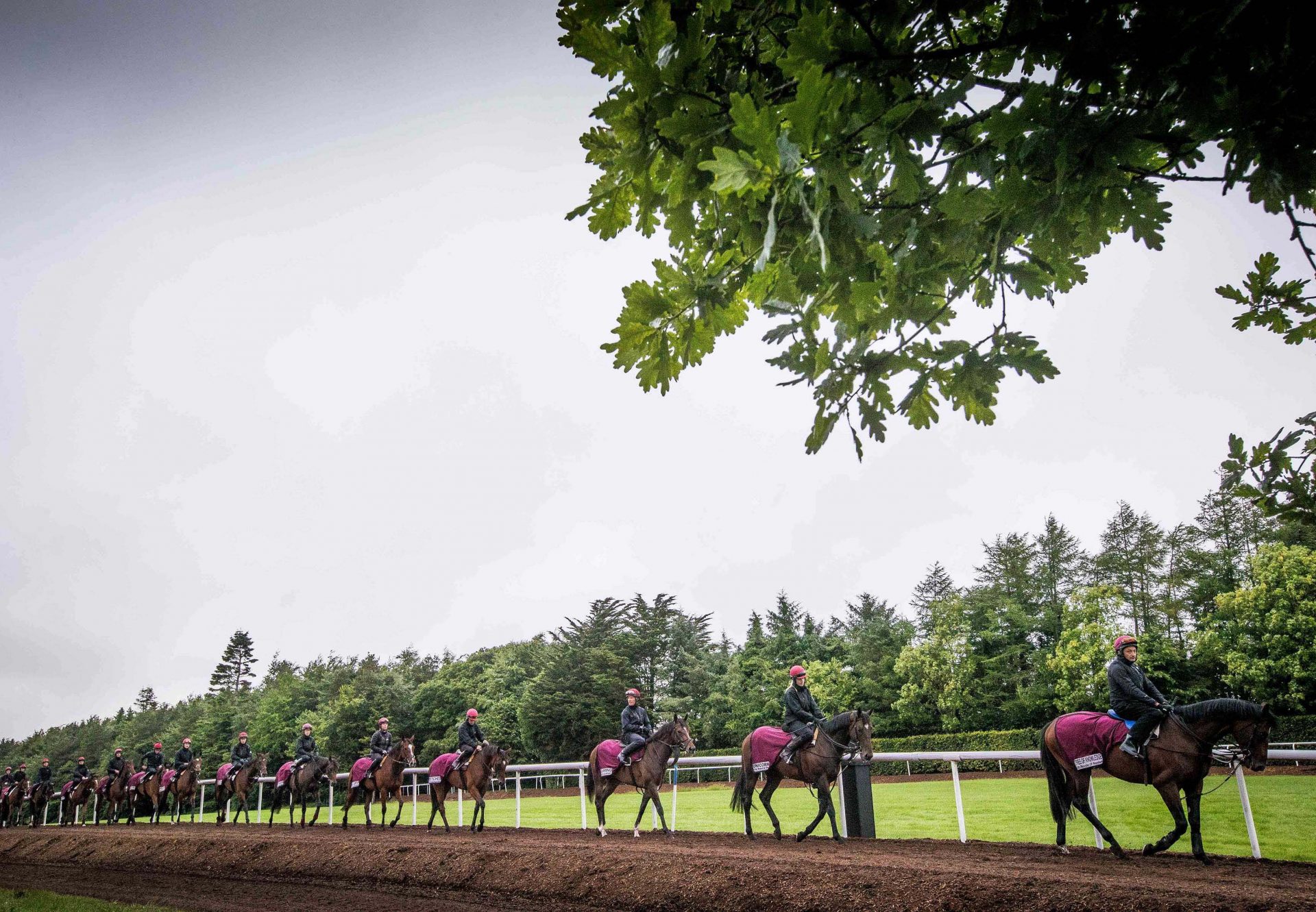 Aidan Obrien Ballydoyle Gallops